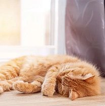 Пластиковые окна VEKA